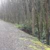 First 1.6 miles uphill on packed gravel: tracks on left, creek on right.