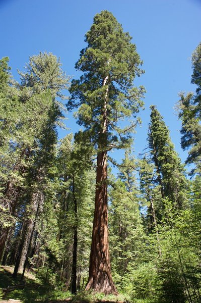 One of the giant trees in the Tuolumne Grove of Giant Sequoias.