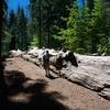 The Fallen Giant in the Tuolumne Grove.