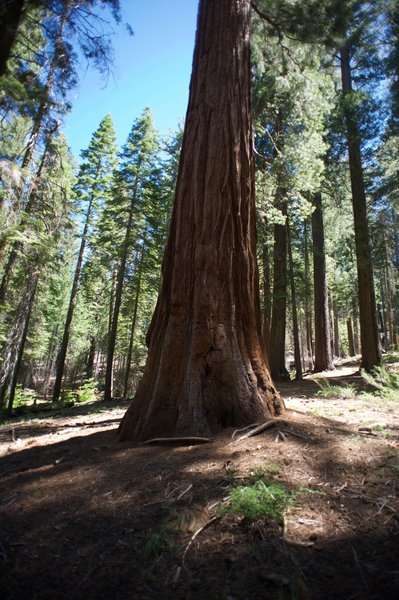 A Giant Sequoia tree in the grove.