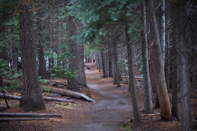 The trail making its way down to Taft Point.