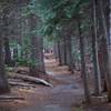 The trail making its way down to Taft Point.