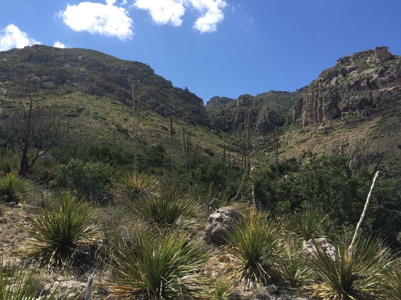 View of the limestone cliffs and mountains from the Smith Spring Trail.