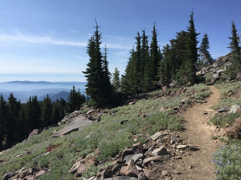 The trail winding into the trees.