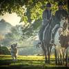 Horseback riding in Valley Forge.