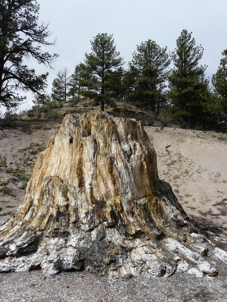 Big Stump on the Petrified Forest Loop.