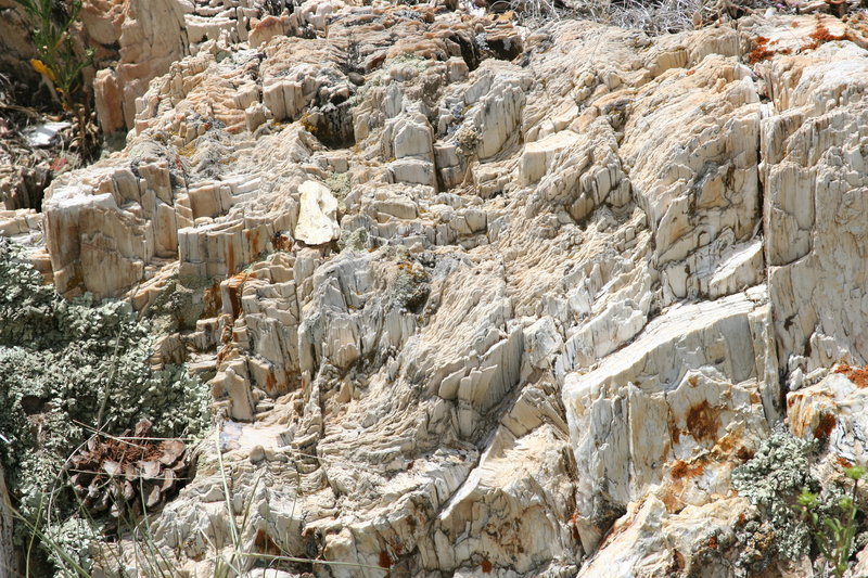 Petrified redwood.