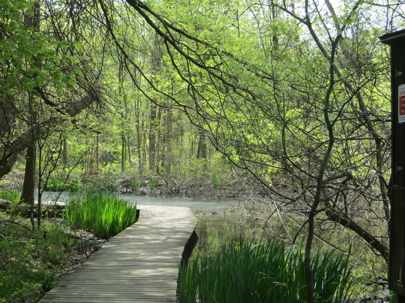 Marsh pond.