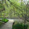 Marsh pond.