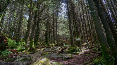 Deep Gap trail at Mt Mitchell.
