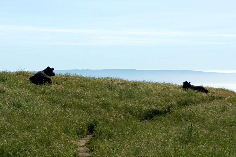 Overlooking the Bay with some bovine company.