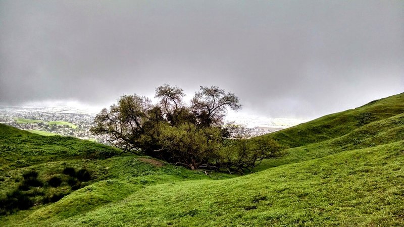 A rainy day on the Ohlone Wilderness Trail.