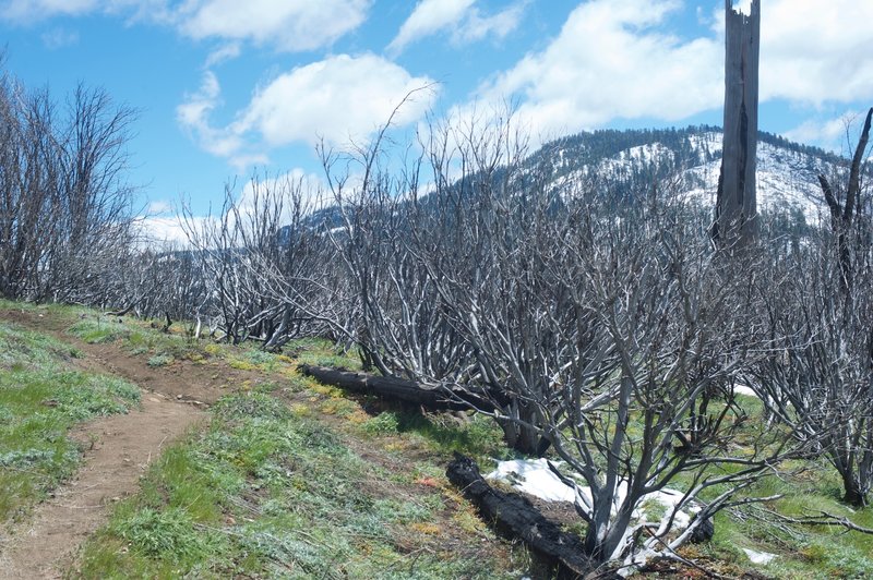 The narrow trail works through the area as it recovers from the Big Meadow Fire in 2009.
