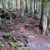 Start of the steep trail up the back side of the hill. Easy to miss off of Thornhill Trail.