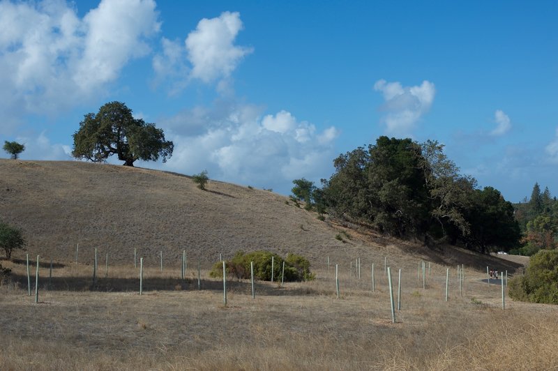 New trees being planted that will one day grow to provide shade for the area.