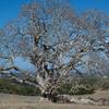 Large trees like this one can be found along the trail.