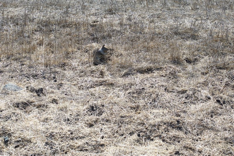 Squirrels can be seen feeding on grass along the trail.