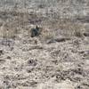 Squirrels can be seen feeding on grass along the trail.