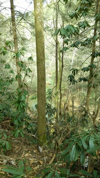 View of Swift Camp Creek from the trail.