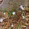 Spring beauty blooming along Laurel Bluffs Trail/MST.