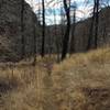 The fire in 2012 left so many burned trees. Some have fallen, but many are still standing.