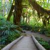 Hoh Rainforest, Olympic NP.