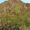 Trailside cactus.