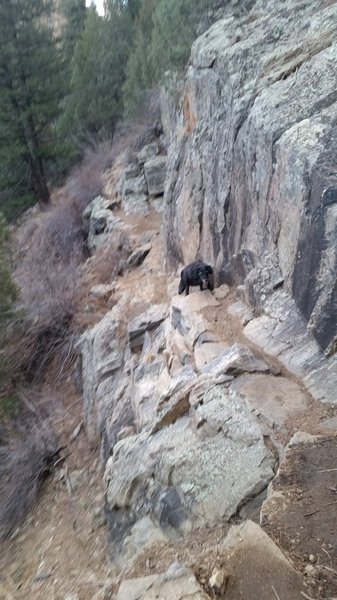 Portion of trail with exposure above Beaver Creek. (Stoli, my beloved trail hound, can be seen negotiating the trail.)