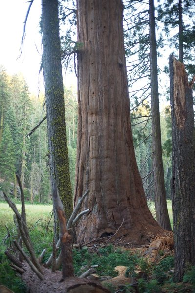 A large tree on the meadow's edge.