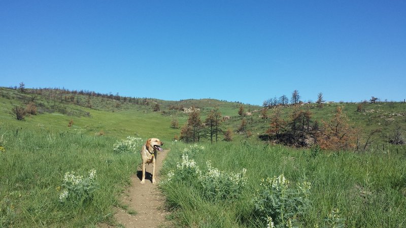 My four legged companion enjoying the break and sights before we continue.