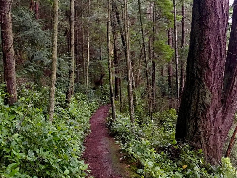 Goose Rock Perimeter Trail on a rainy winter day.