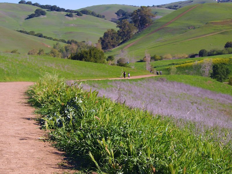 Wildflowers in bloom.