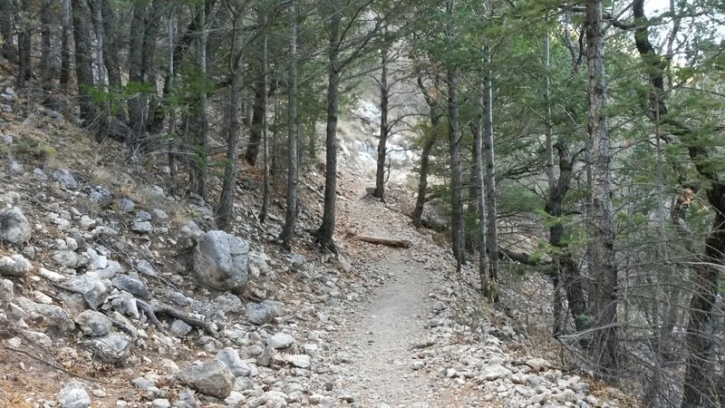 North side of the mountain in the pine forest.