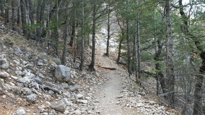 North side of the mountain in the pine forest.