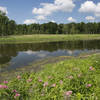 Wetland area located near the trail.