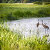 Sandhill cranes using one of the wetland areas.