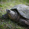 Common snapping turtle near the trail.