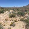 Desert flora is abundant from the Continental Divide Trail.