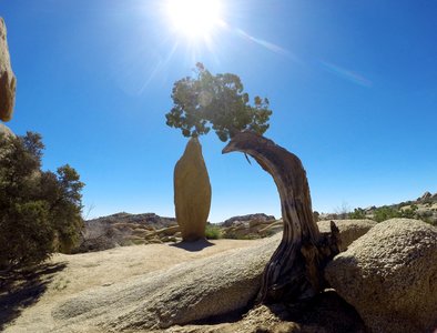 This oddity at Jumbo Rocks Campground.