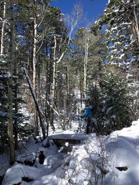 Crossing a snowy bridge over Deer Creek.  One of these bridges had a fallen tree over it.  The stream was small enough at that point that you could cross anyway.