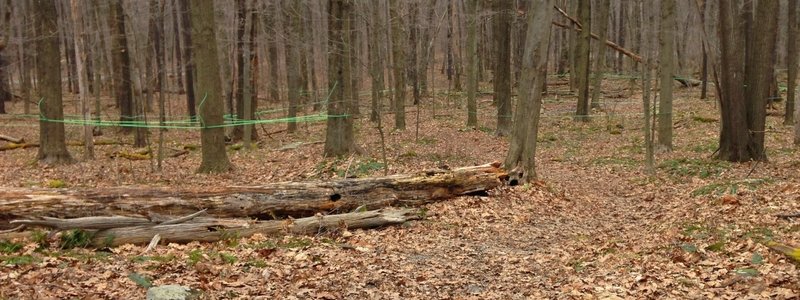 From February to March the Jennings Environmental Center collects sap from +50 maple trees in this brief section of trail. You'll need to pass under any tubes, being sure not to disturb.