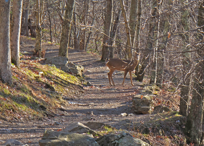 You may spot deer along the trail.