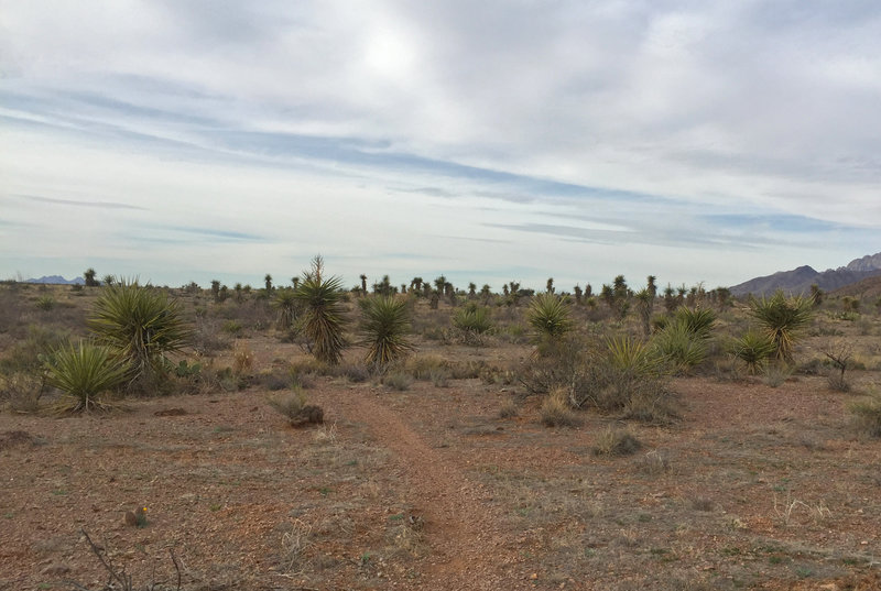 The Wilderness Study Area of the Sierra Vista Trail is unexpectedly verdant. Hundreds of desert plants surround the path, including the Spanish daggers seen here. Devastated by an unusually cold winter a few years ago, they're now making a comeback and will soon grow up to twenty feet in height.