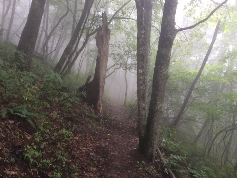 A foggy day on Mountains-to-Sea Trail Segment 2 near Waterrock Knob. Photo by Jim Grode.