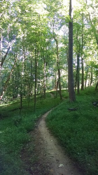 The Seneca Ridge Trail is more open here.