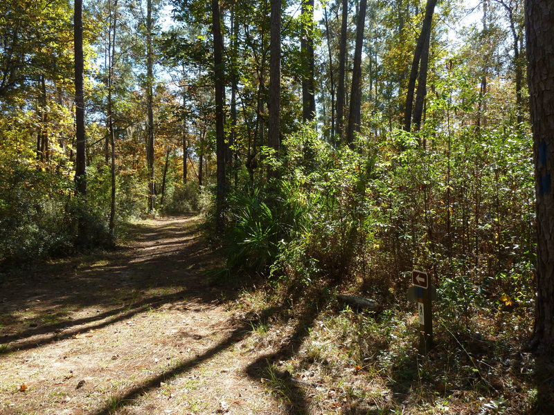 Marker 14 on Old Spanish Way in San Felasco Preserve. with permission from intian Adam Bilinski