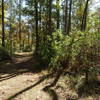 Marker 14 on Old Spanish Way in San Felasco Preserve. with permission from intian Adam Bilinski