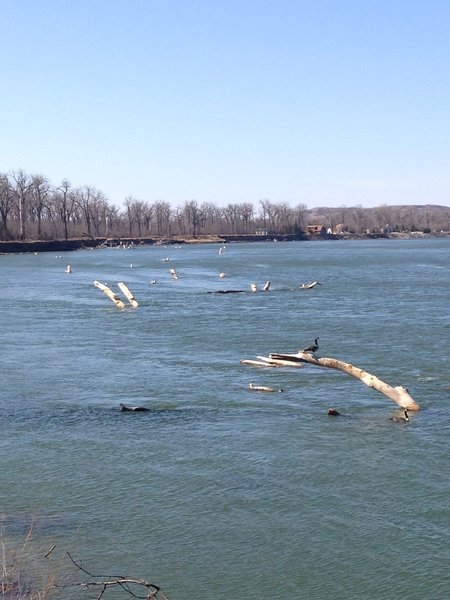 Snags (downed cottonwood trees) in the Missouri River. These were a major problem during the era of steamboat travel.