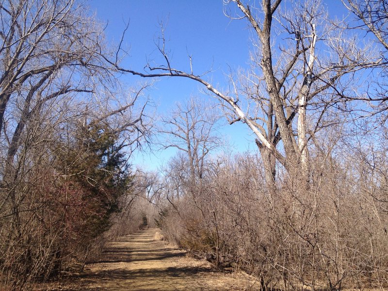 The trail is dominated by large cottonwood trees.