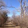 The trail is dominated by large cottonwood trees.